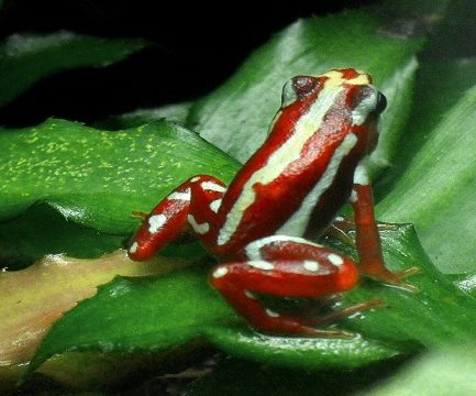 How this Poisonous Frog's venom can offer therapeutic benefits to humans