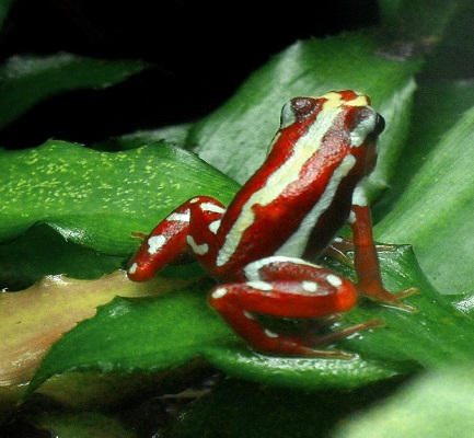 How this Poisonous Frog's venom can offer therapeutic benefits to humans