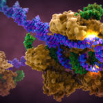Using CRISPR Cas9 in genome editing: The need of a prudent path