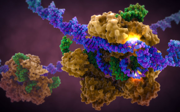 Using CRISPR Cas9 in genome editing: The need of a prudent path