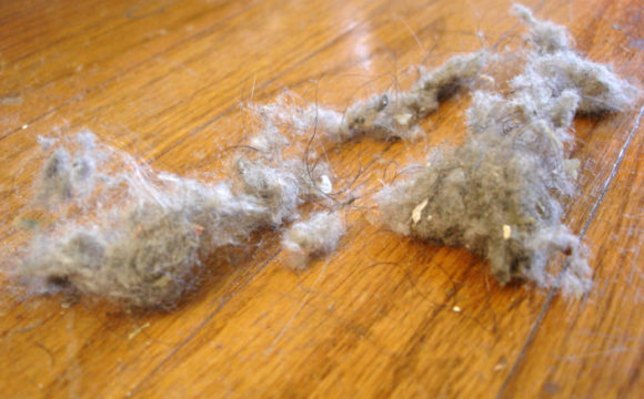 Can your Household dust lead to Obesity ?