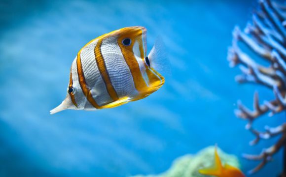 Humans are more related to fish than once thought