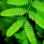 Can plants hear and think? Research on the Mimosa pudica plant says yes!