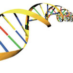 Using DNA as a diagnostic tool