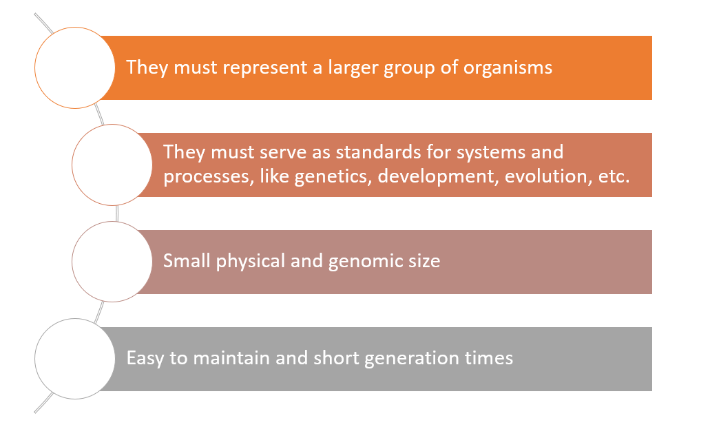 model organisms literature review